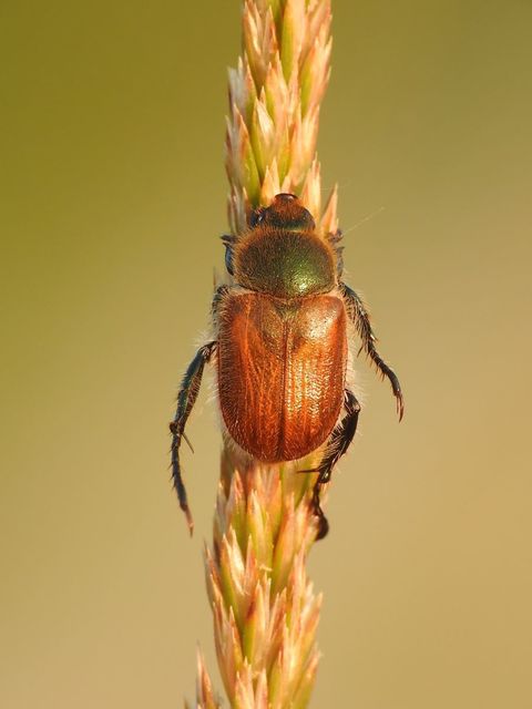 Chaetopteroplia segetum - rozsszipoly