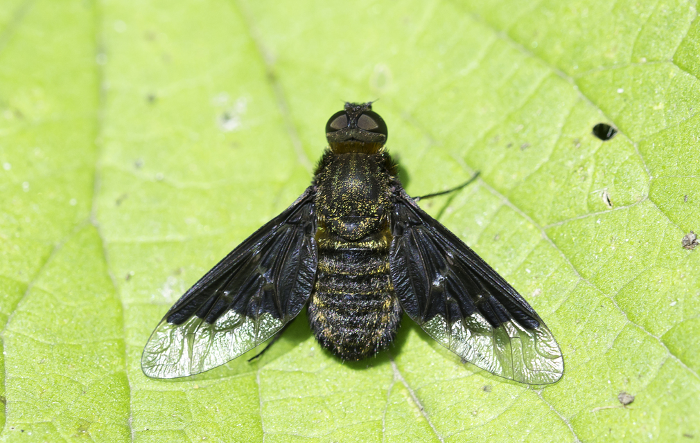 Hemipenthes morio - közönséges gyászlégy
