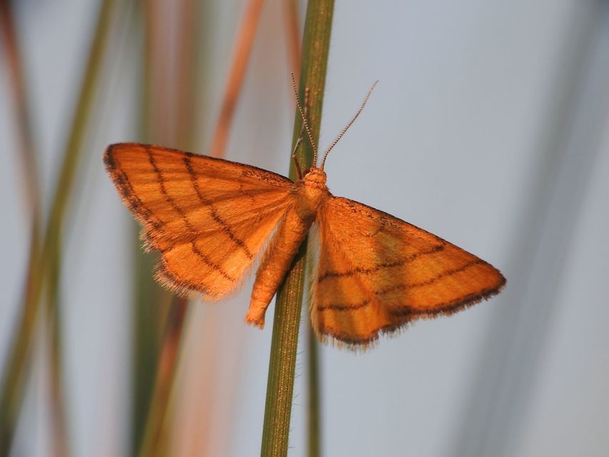 Idaea aureolaria - aranyos sávosaraszoló