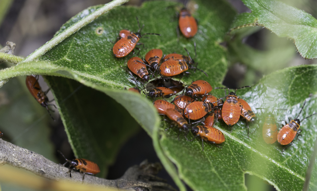 Pyrrhocoris apterus - verőköltő poloska