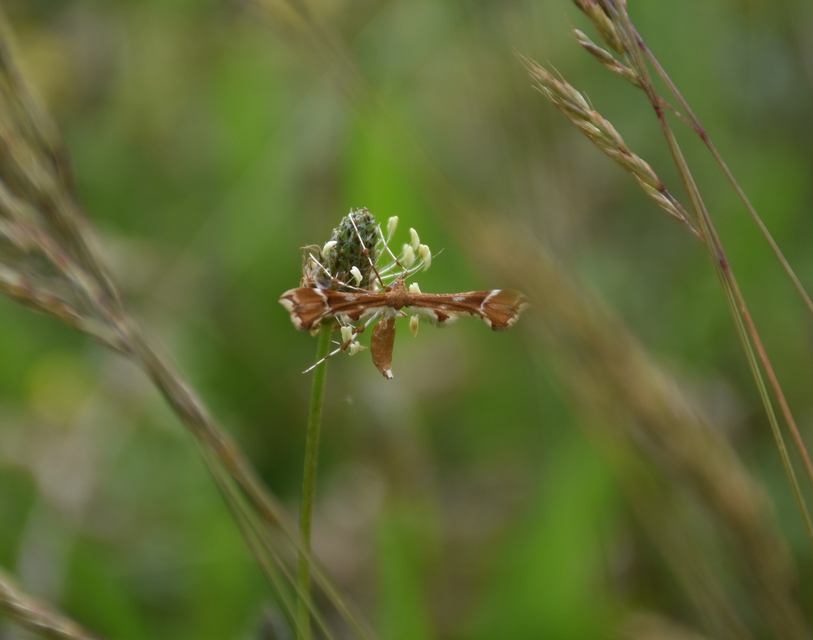 Cnaemidophorus rhododactyla - rózsabogyó-tollasmoly