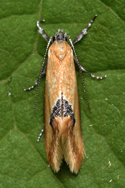 Batia internella/lambdella