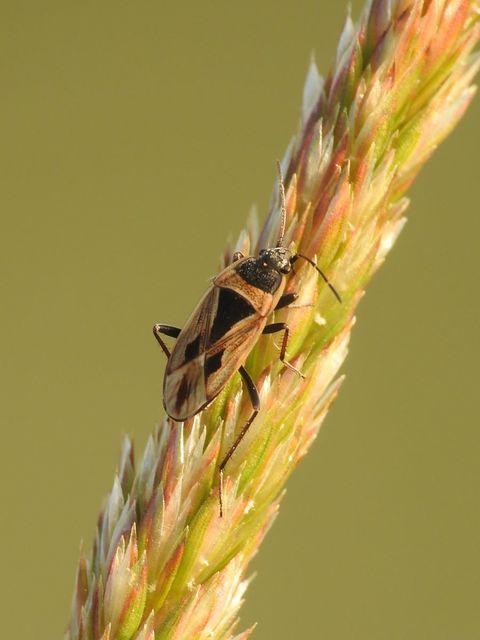 Xanthochilus quadratus - szegélyes díszesbodobács