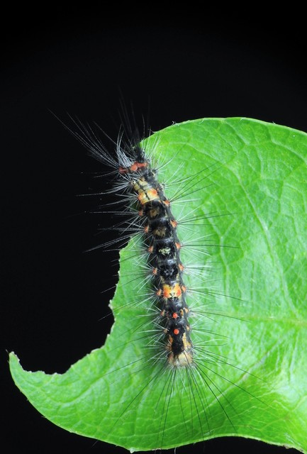 Orgyia antiqua - rozsdabarna kisszövő