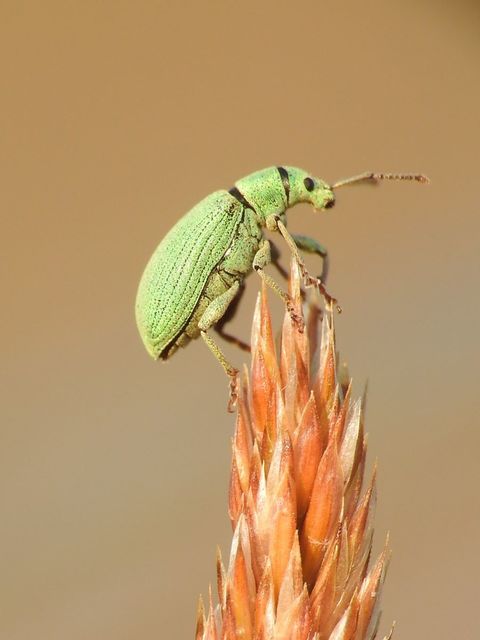 Phyllobius virideaeris - halványzöld levélormányos