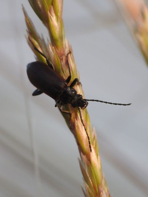 Omophlus lividipes - kis pejbogár Omophlus lividipes - kis pejbogár