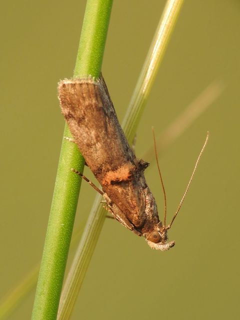 Trachonitis cristella - bokorrágó karcsúmoly