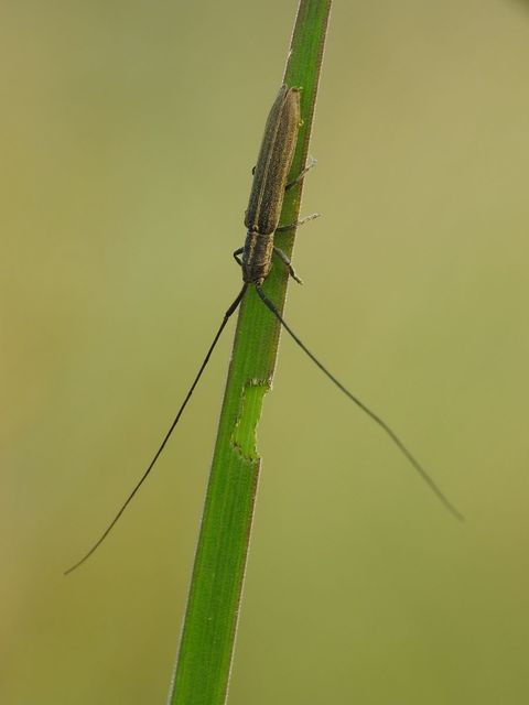 Calamobius filum - hosszúcsápú szalmacincér