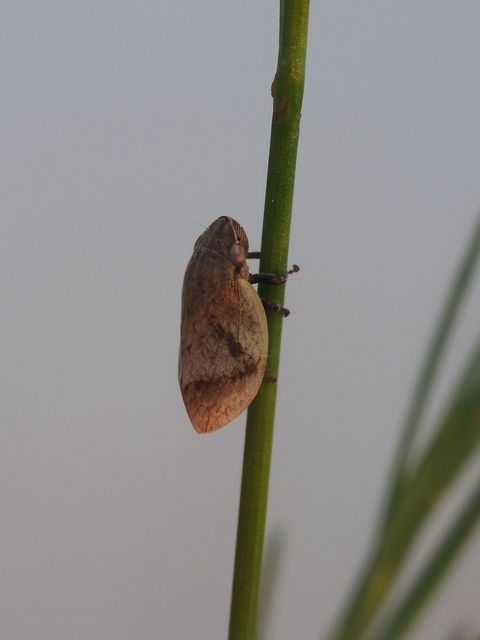 Lepyronia coleoptrata
