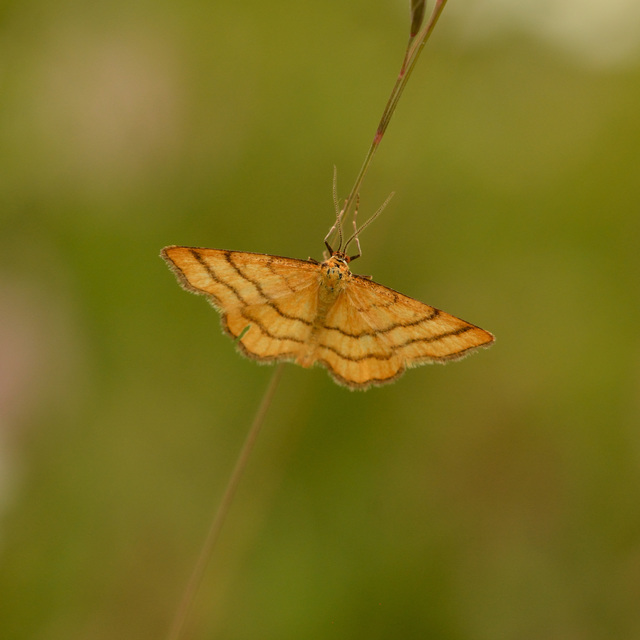 Idaea aureolaria - aranyos sávosaraszoló