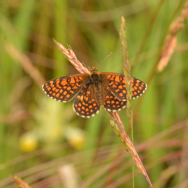 Melitaea aurelia - recés tarkalepke