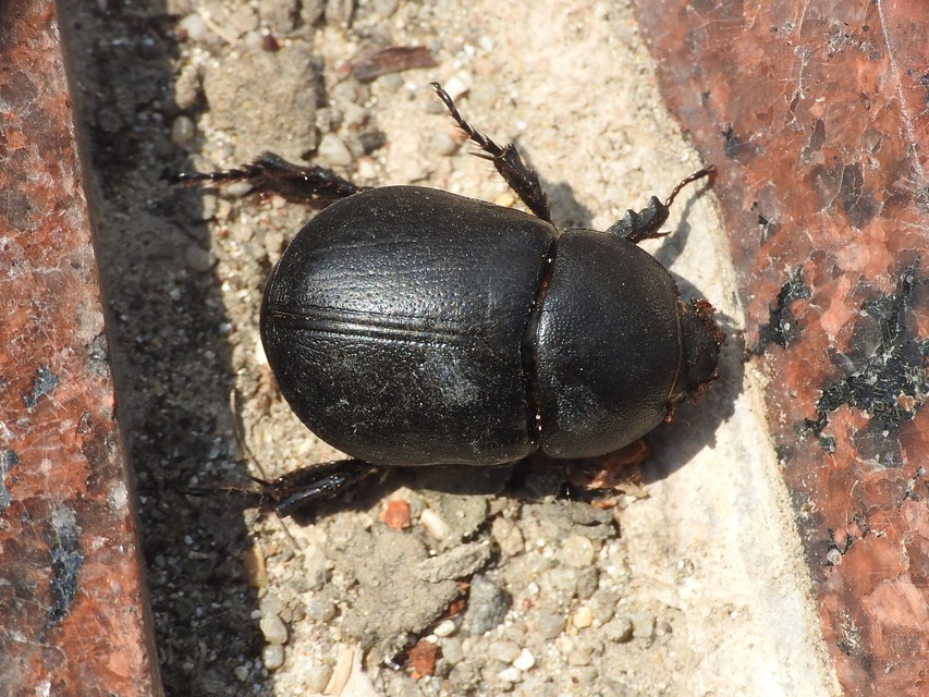 Pentodon idiota - butabogár
