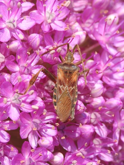 Leptoglossus occidentalis - nyugati levéllábú poloska