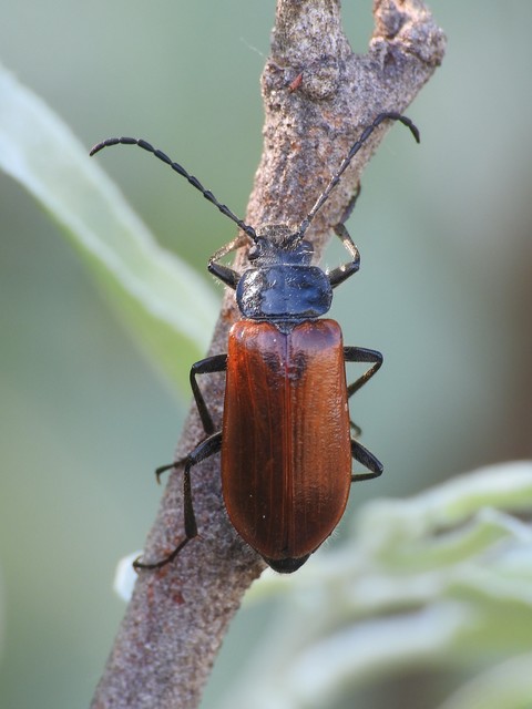 Omophlus proteus - közönséges pejbogár Omophlus proteus - közönséges pejbogár