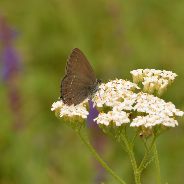 Satyrium ilicis - tölgyfa-csücsköslepke