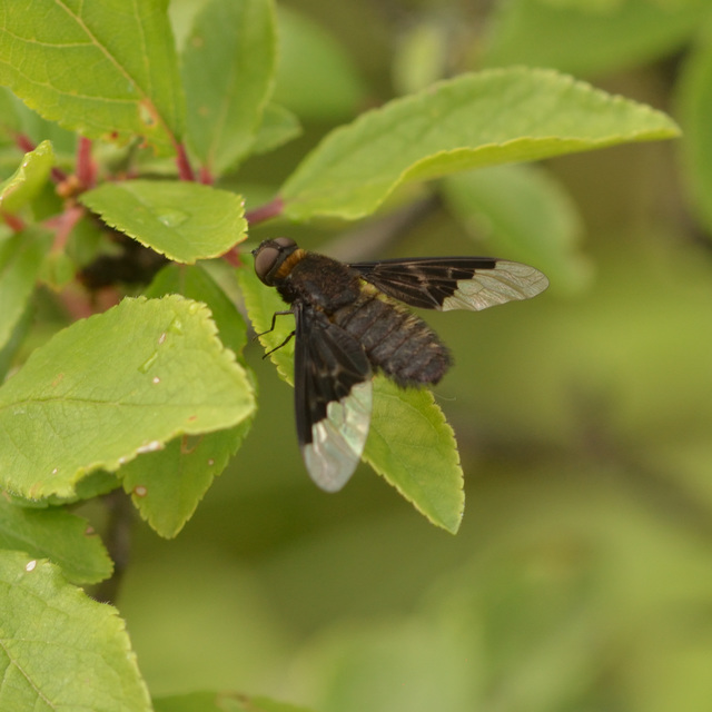 Hemipenthes morio - közönséges gyászlégy