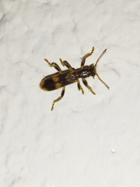 Opilo mollis - közönséges szúfarkas