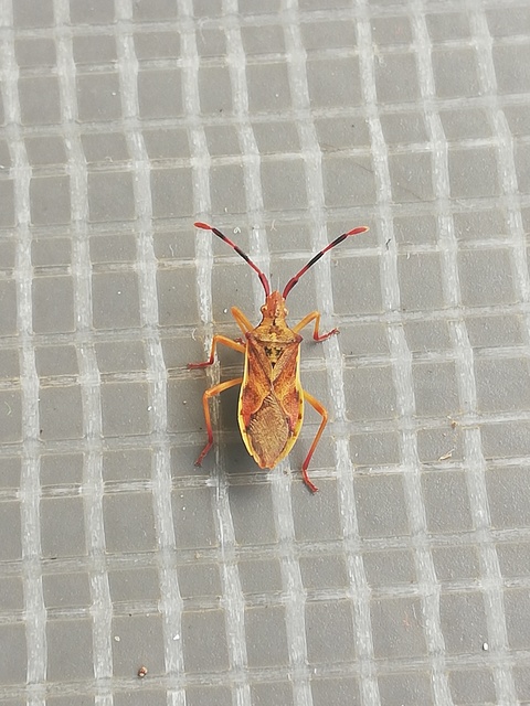 Gonocerus juniperi - boróka-karimáspoloska