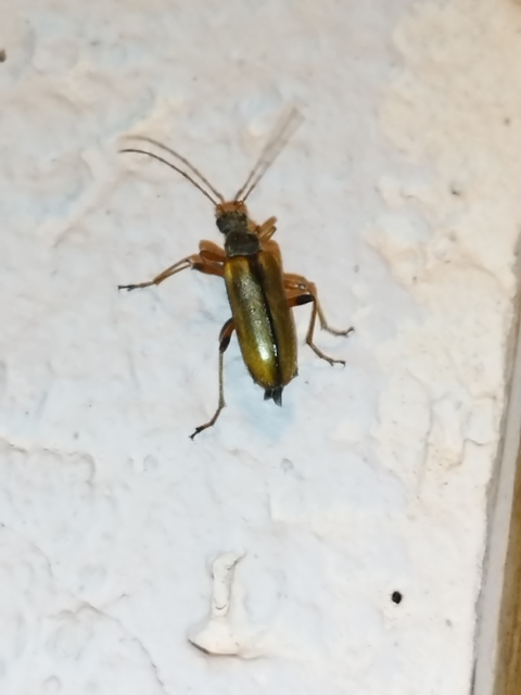 Cortodera humeralis - négyfoltos cserjecincér