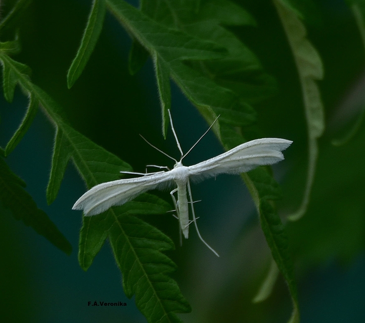 Pterophorus pentadactyla - fehér tollasmoly