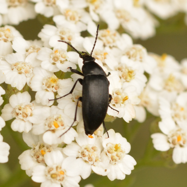 Podonta nigrita - szerecsenbogár