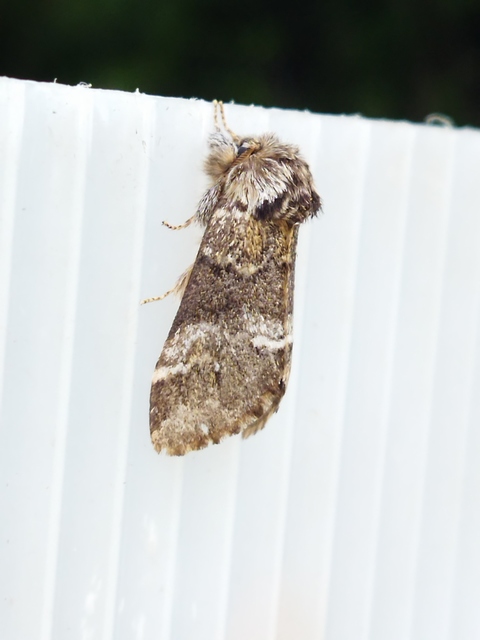 Drymonia dodonea - bélyeges púposszövő