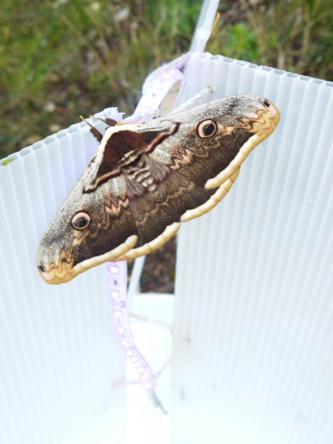 Saturnia pyri - nagy pávaszem