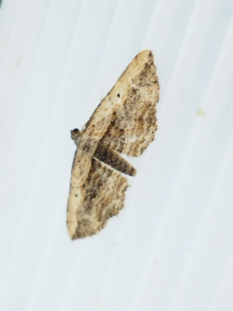 Horisme vitalbata - tarka iszalagaraszoló