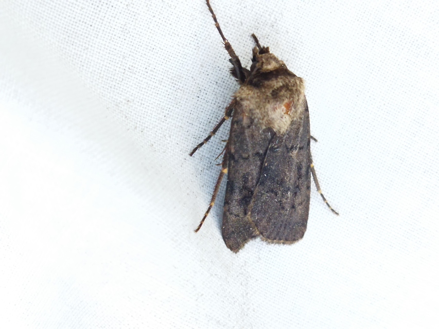 Agrotis cinerea - szürkés földibagoly