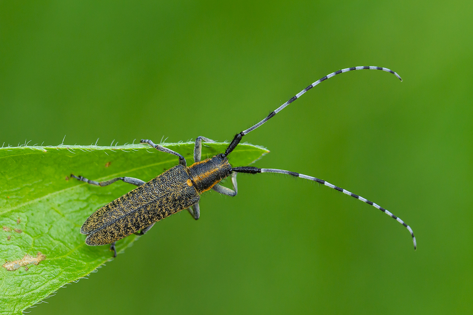Agapanthia villosoviridescens - fehérgyűrűs bogáncscincér