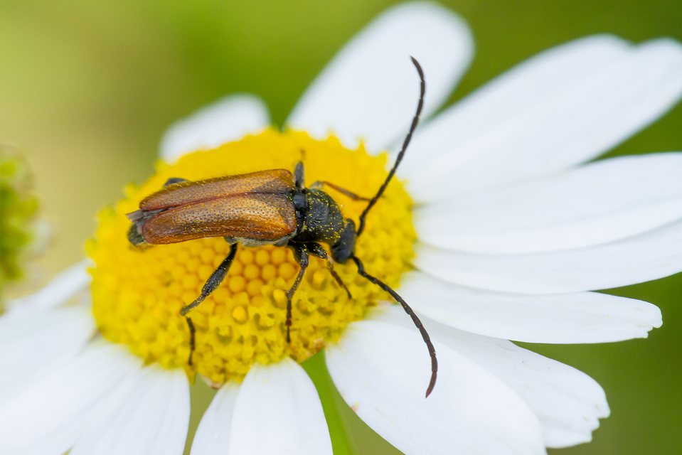 Pseudovadonia livida - barnás virágcincér