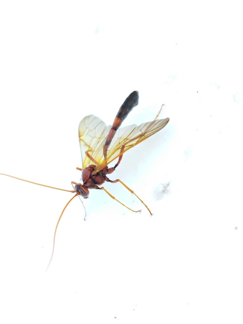 Eremotylus marginatus
