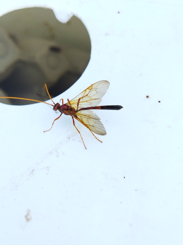 Eremotylus marginatus
