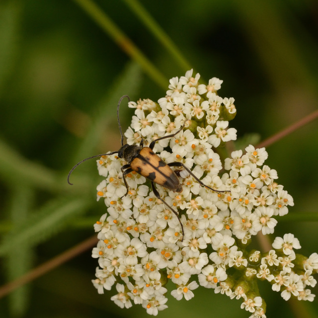 Pachytodes erraticus - rajzos virágcincér