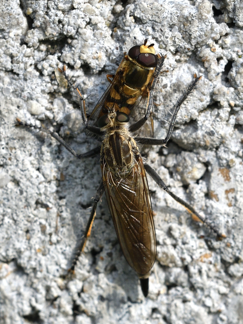 Philonicus albiceps