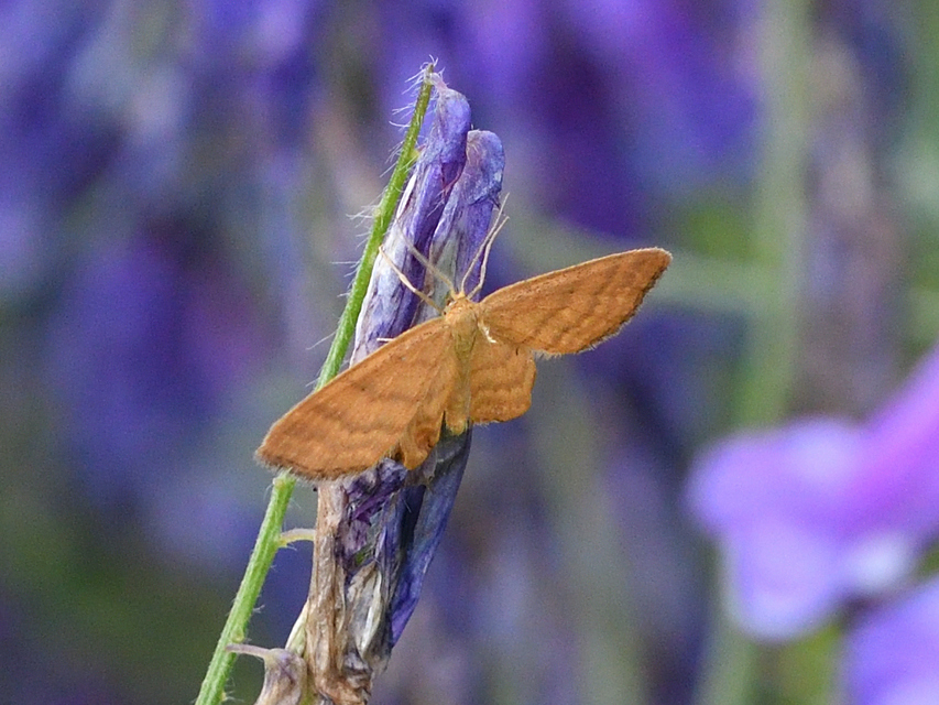Idaea serpentata - kis sávosaraszoló