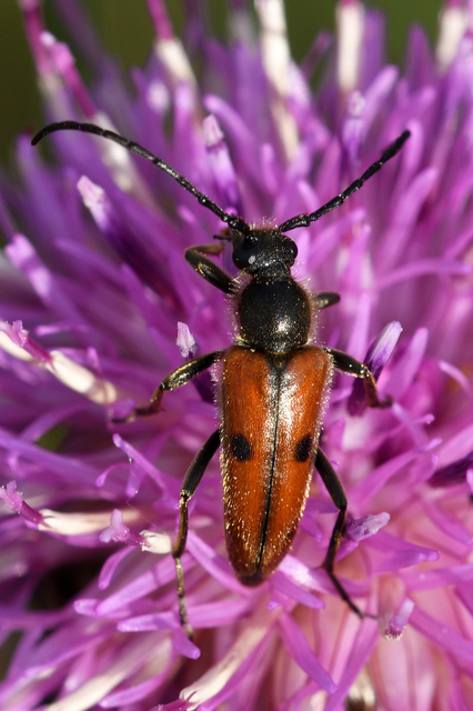 Vadonia unipunctata - kétpettyes virágcincér