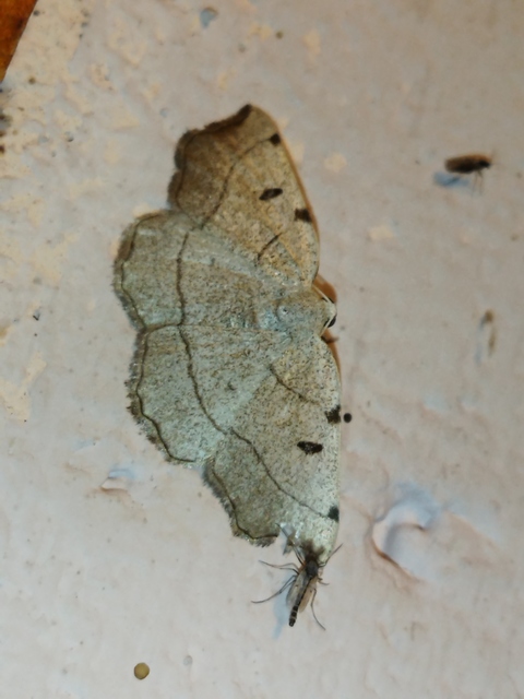 Eilicrinia trinotata - háromjegyű araszoló