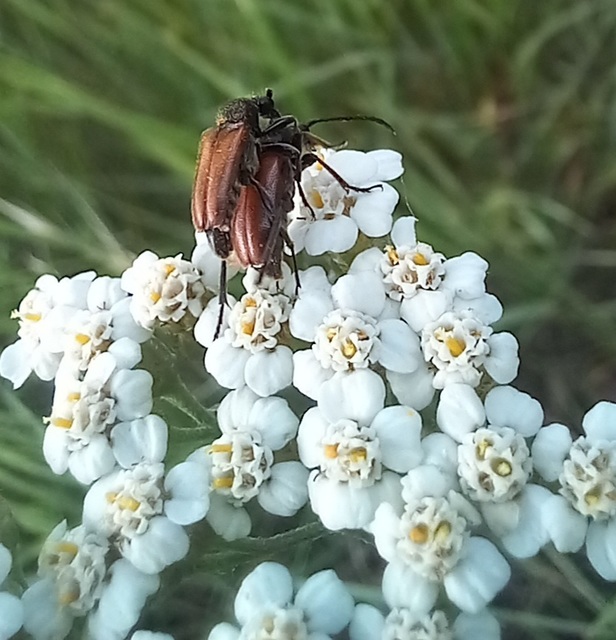 Pseudovadonia livida - barnás virágcincér