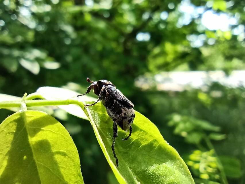 Valgus hemipterus - suta virágbogár