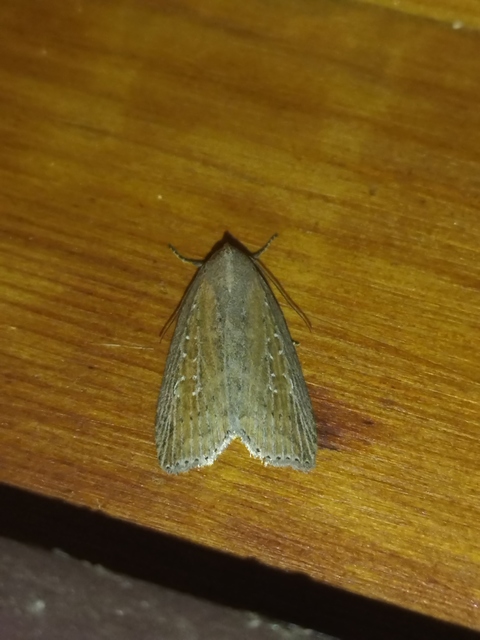Chilodes maritima - négyfoltos nádibagoly