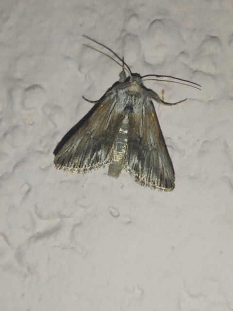 Calophasia platyptera - szürke apróbagoly