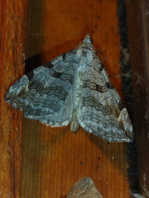 Aplocera plagiata - szürke csíkosaraszoló