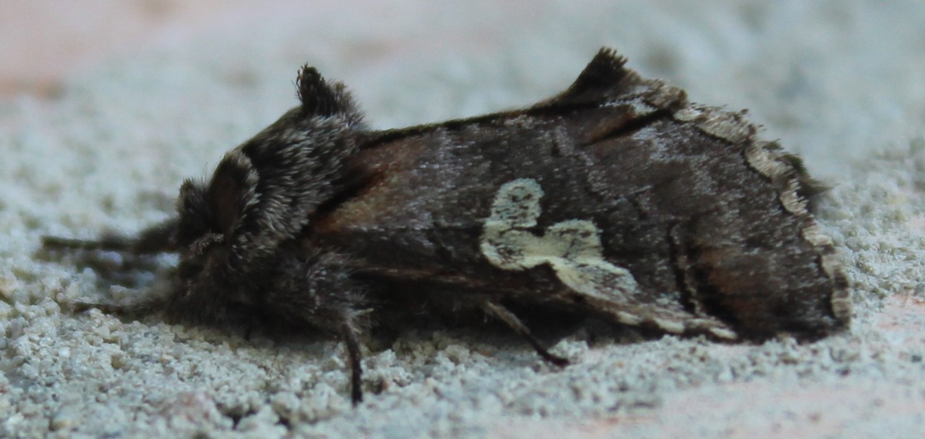 Diloba caeruleocephala - őszi kékesbagoly