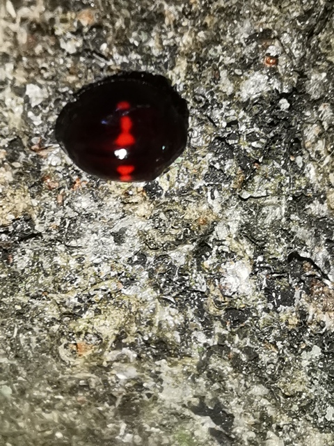 Chilocorus bipustulatus - szalagos szerecsenkata