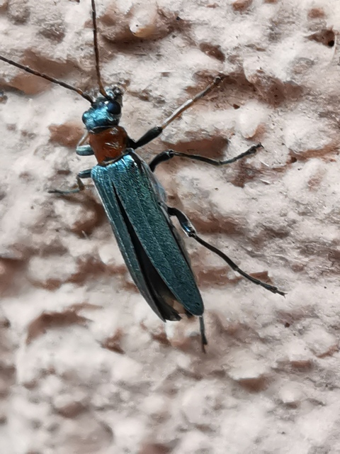 Oedemera croceicollis - pirostorú álcincér