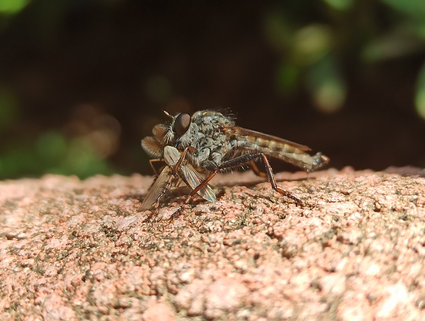 Tolmerus atricapillus