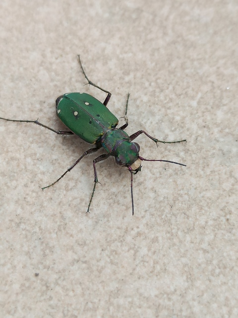 Cicindela campestris - mezei homokfutrinka