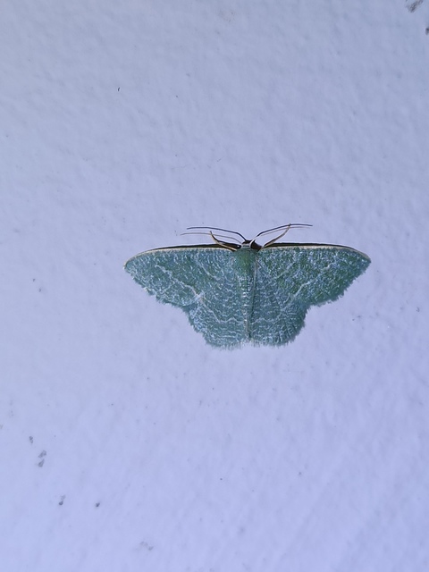 Phaiogramma etruscaria - fehérpettyes zöldaraszoló