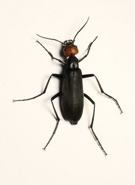 Epicauta rufidorsum - hollóbogár